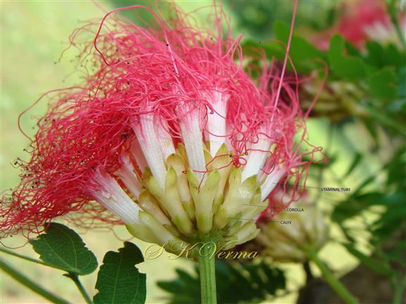  Flower head